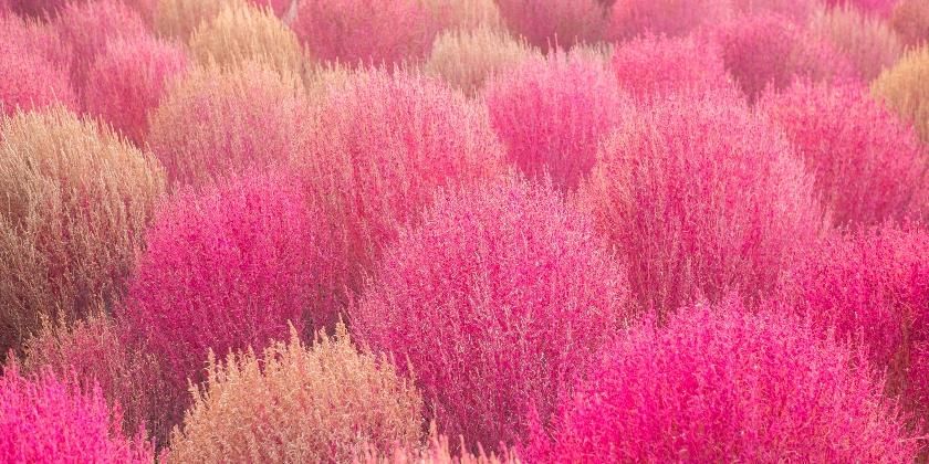 pink and yellow bushes